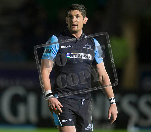 glasgow warriors