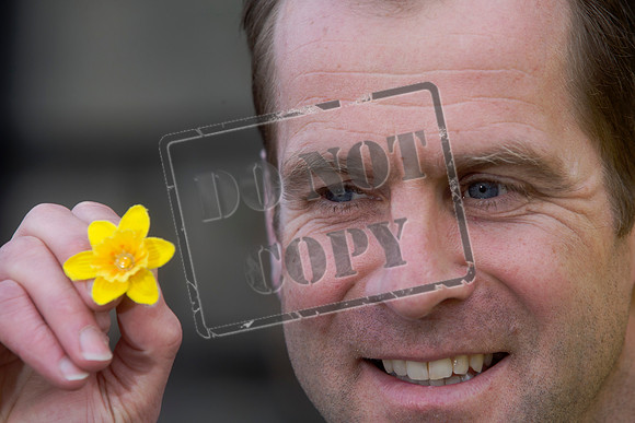 Great Daffodil Appeal