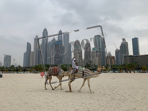 Dubai UAE, camals on beach